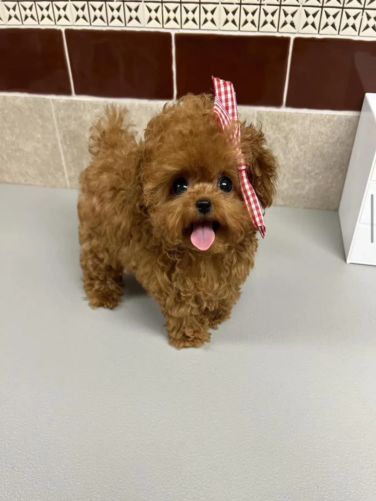 Benji