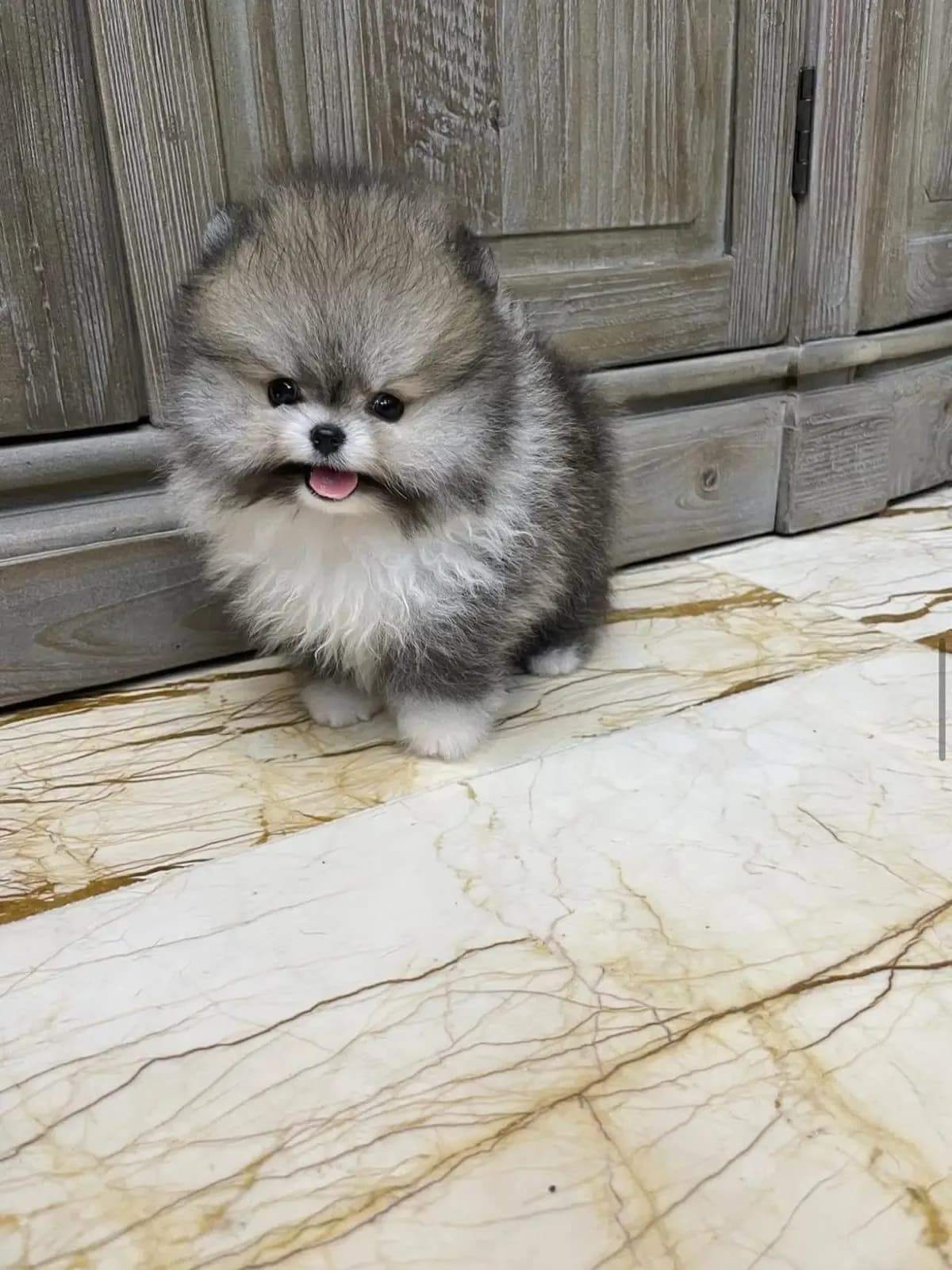 Benji
