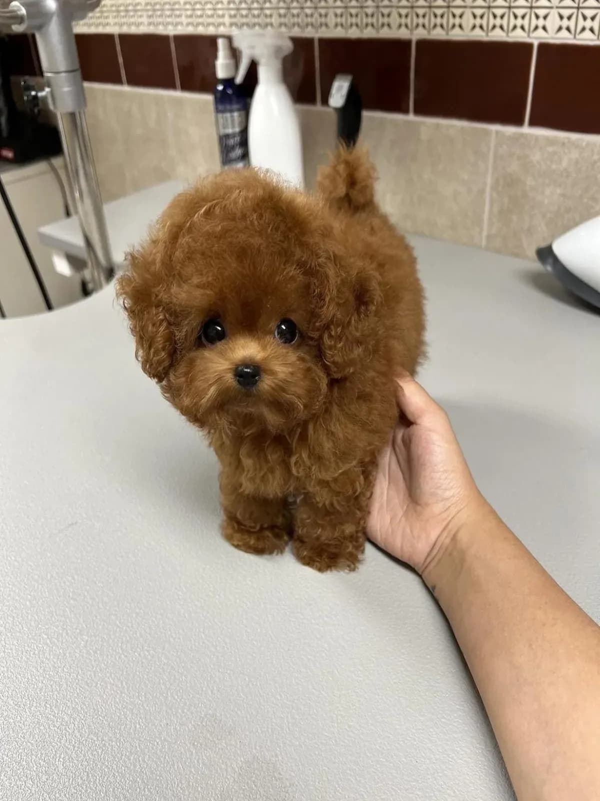 Cooper