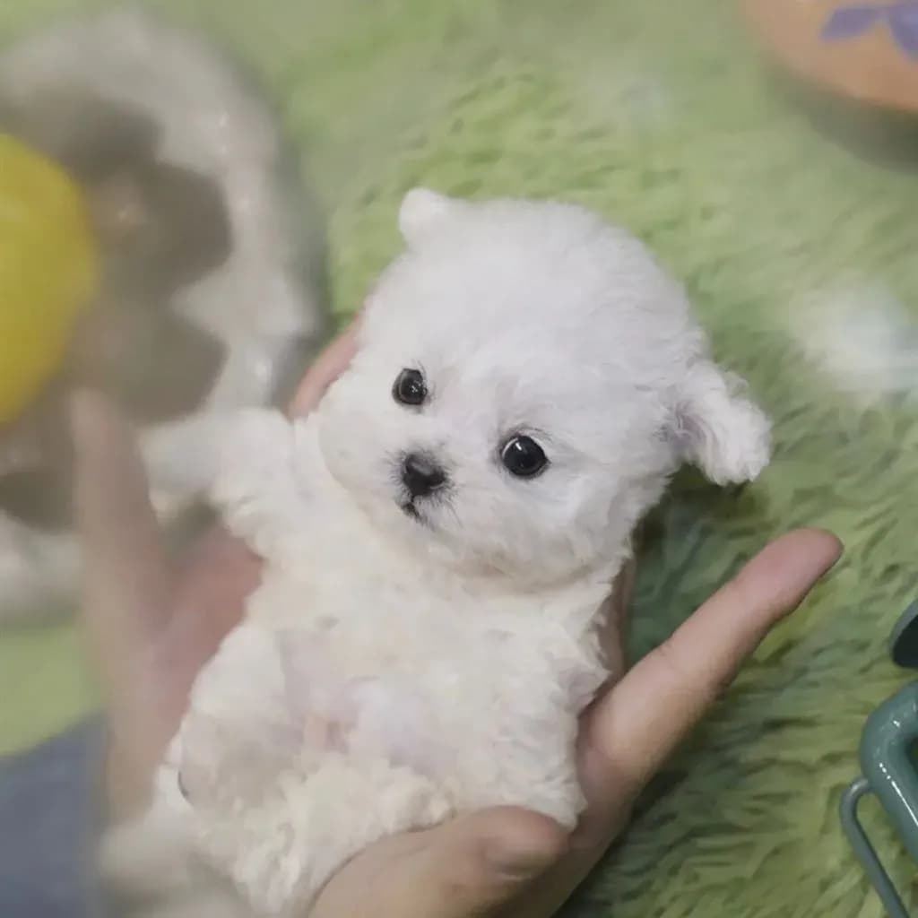 Jax
