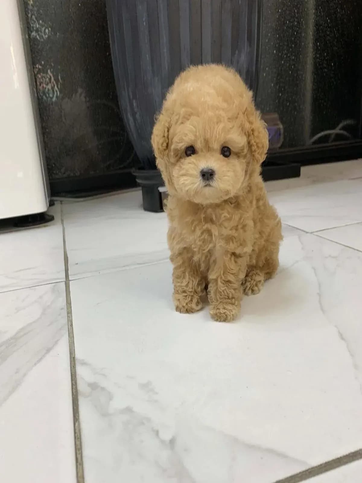 Penny