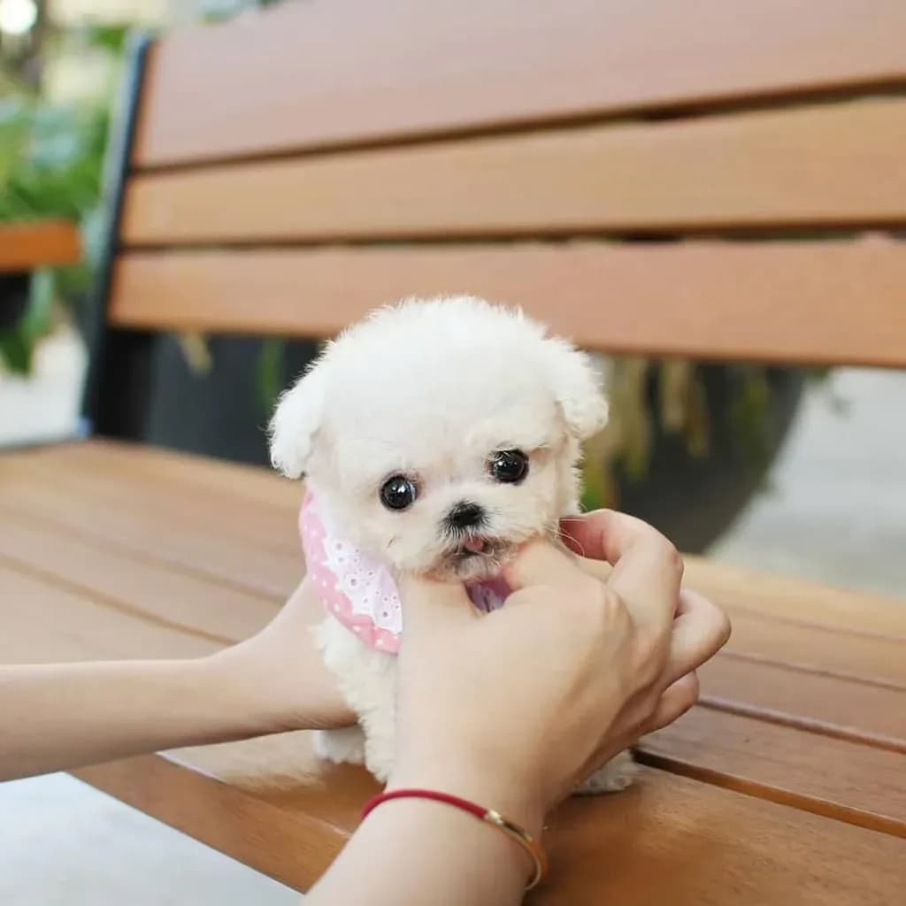 Sophie