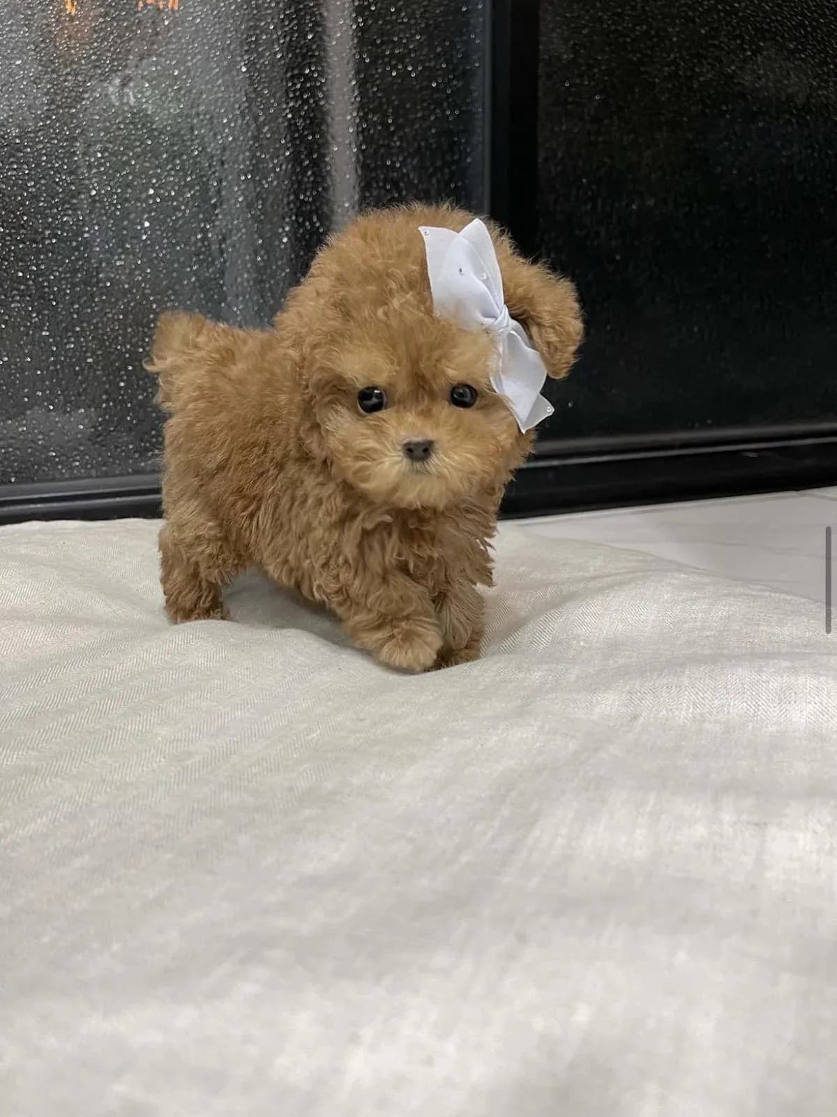 Teddy
