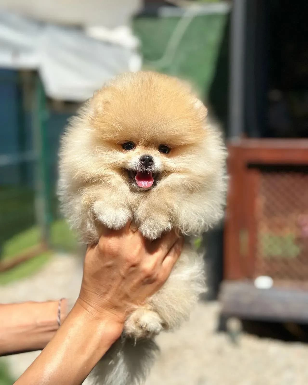 Zeus