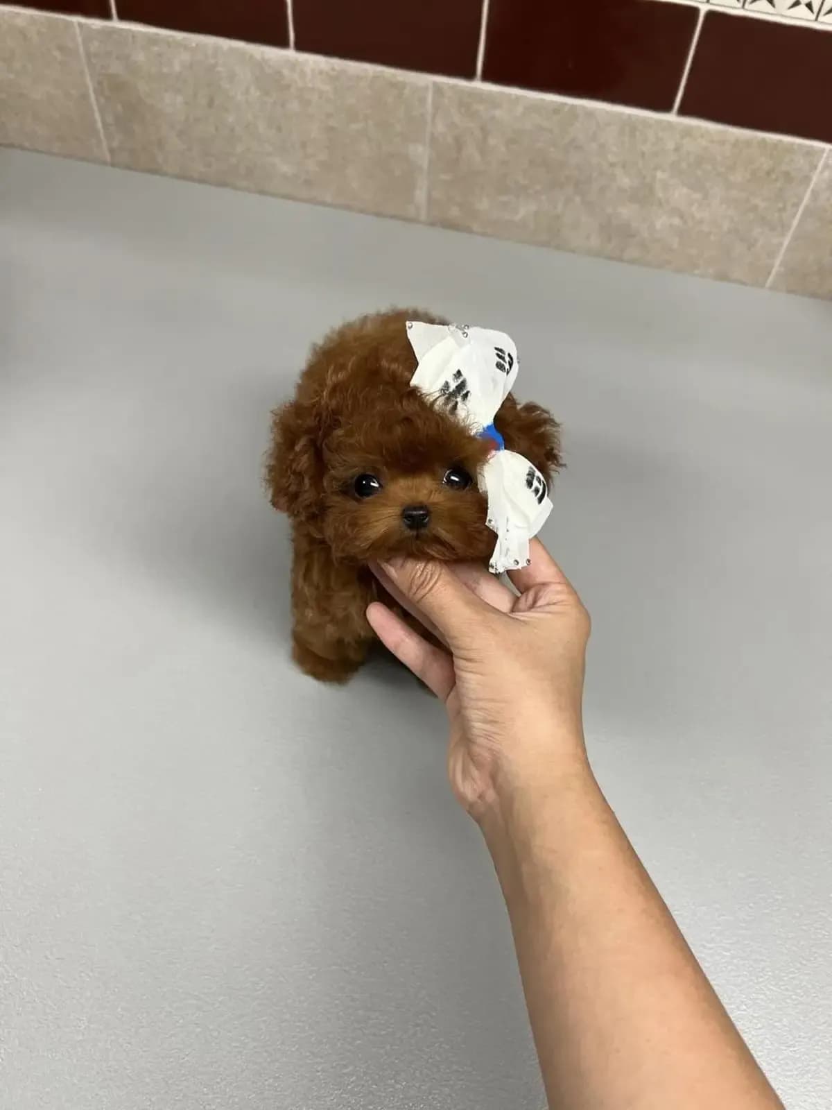 Zeus