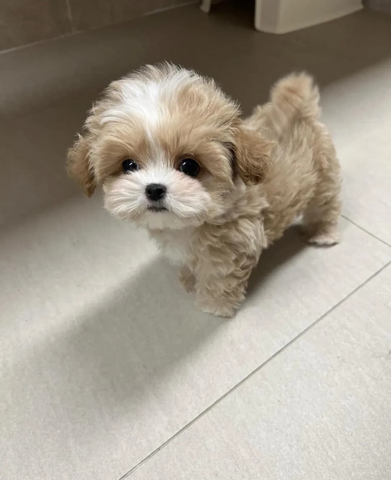Ziggy