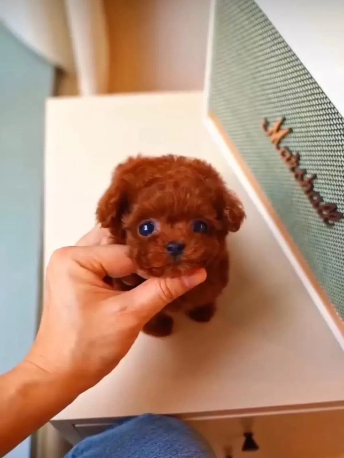 Poodle - 3