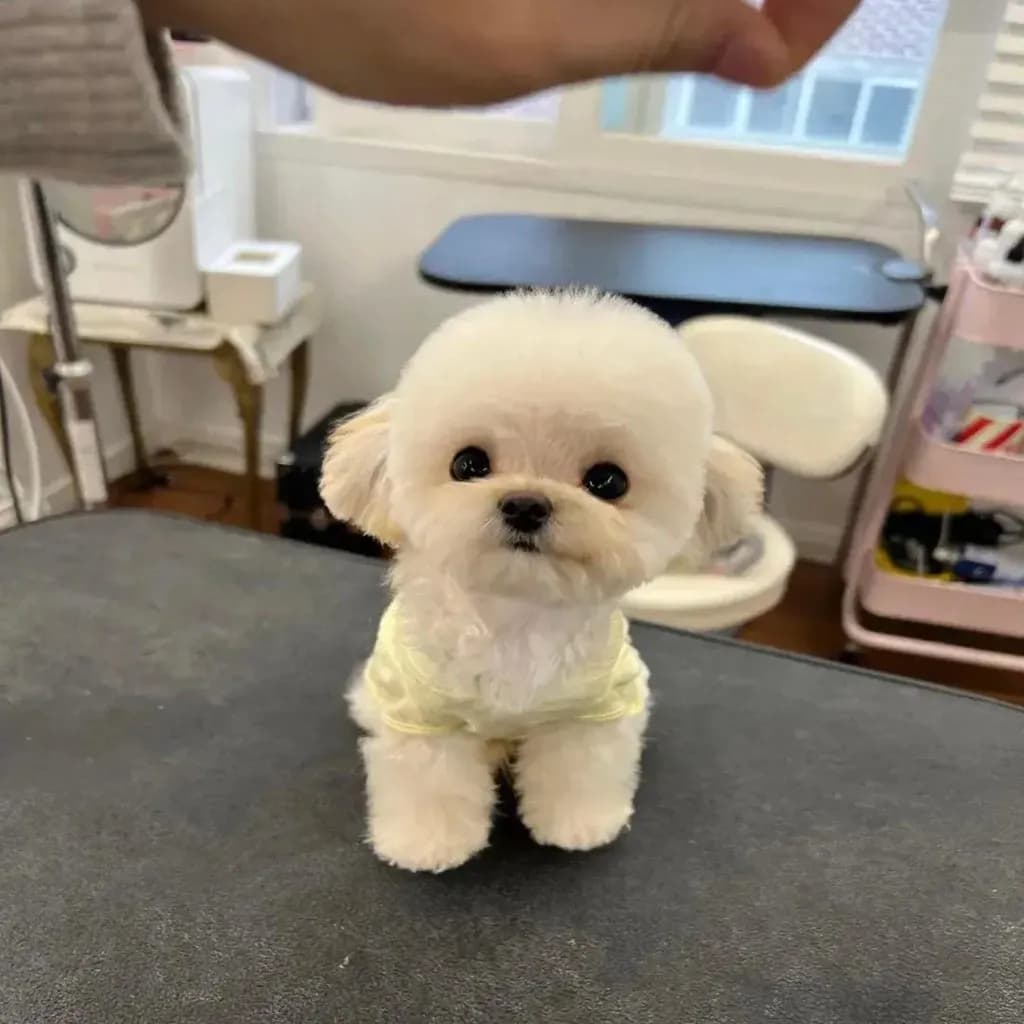 Maltese - 4