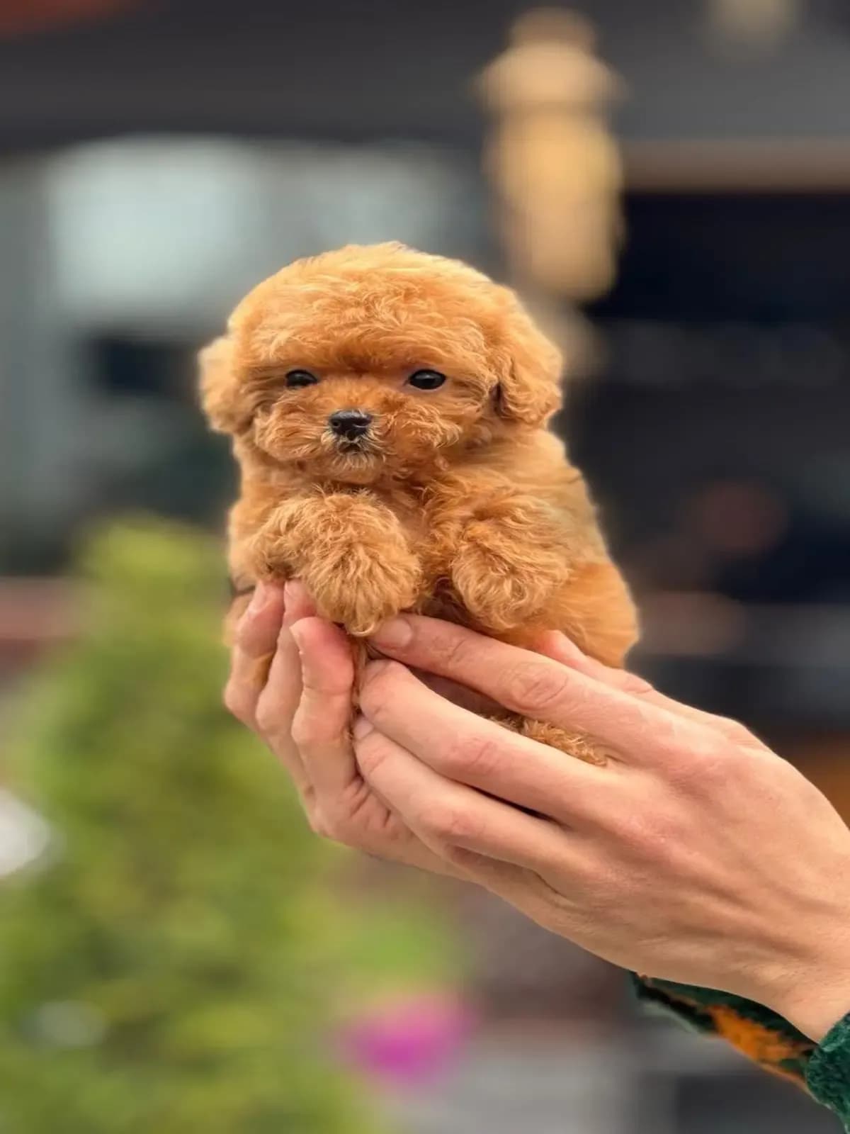 Poodle - 6