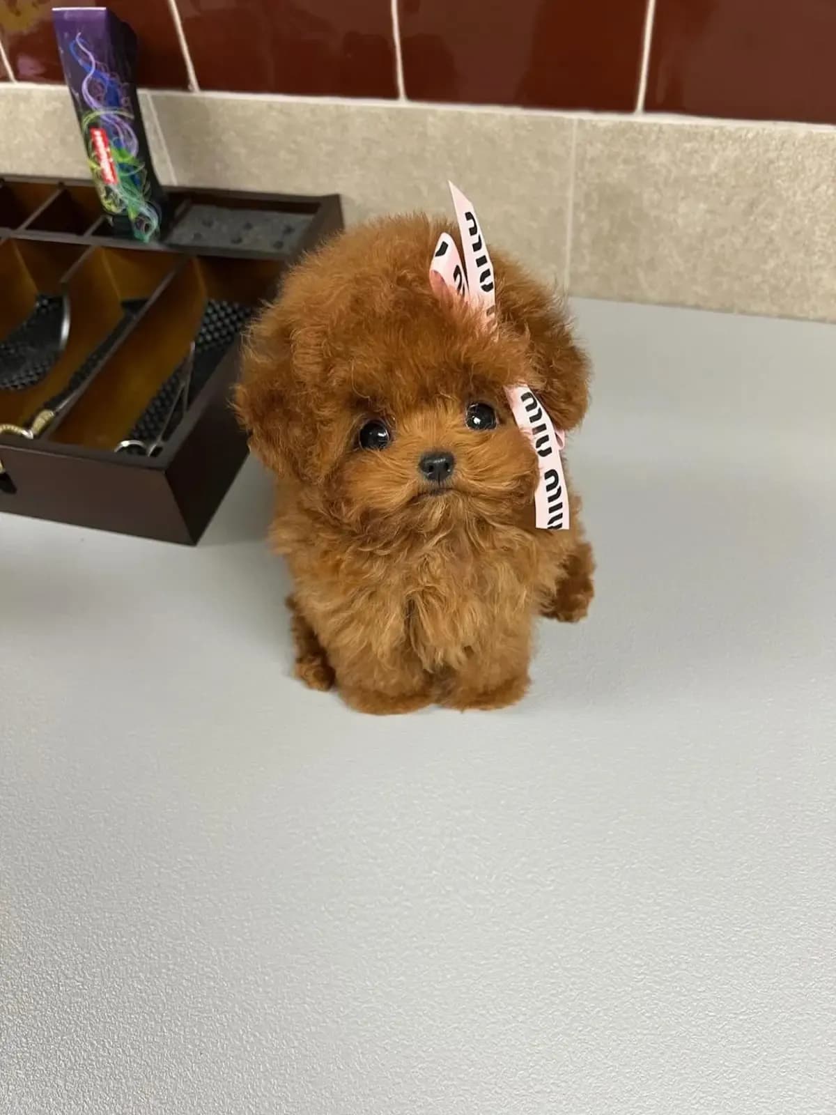 Poodle - 7
