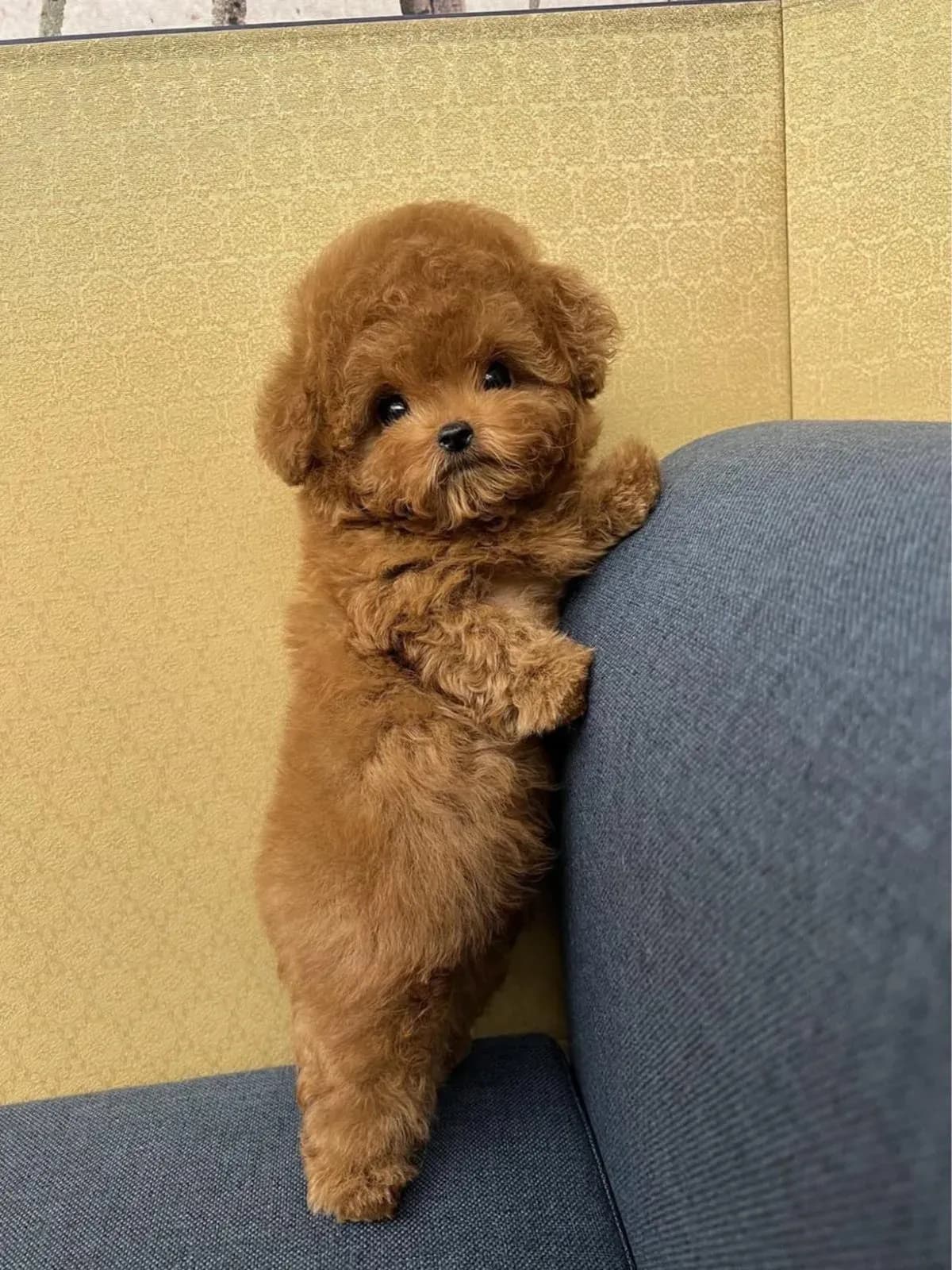 Poodle - 9