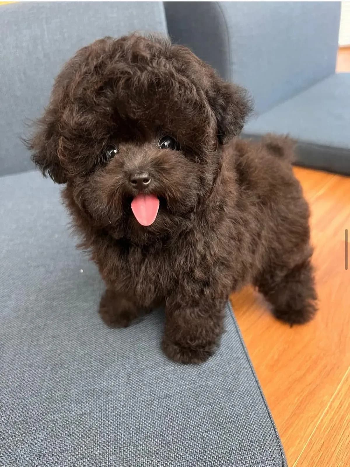 Poodle - 8