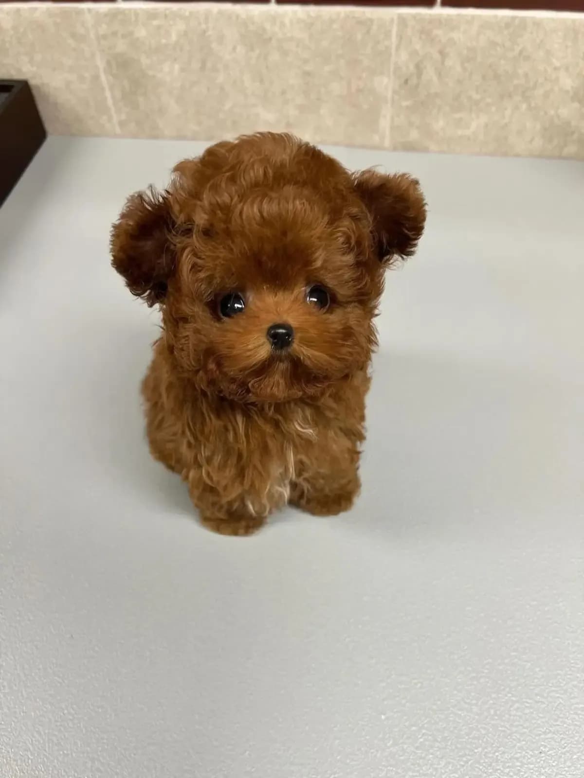 Poodle - 2