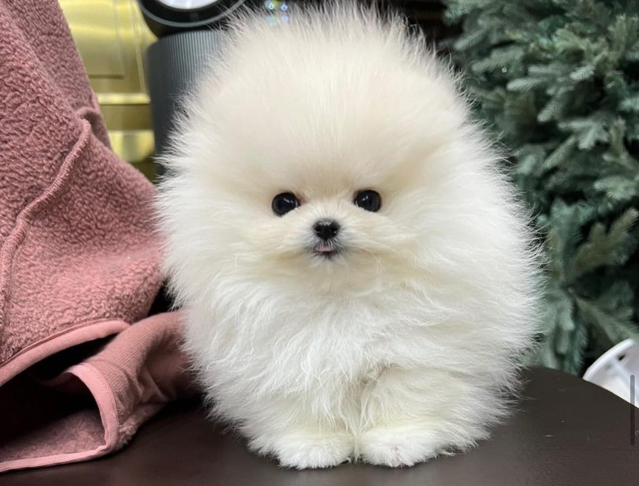 Pomeranian